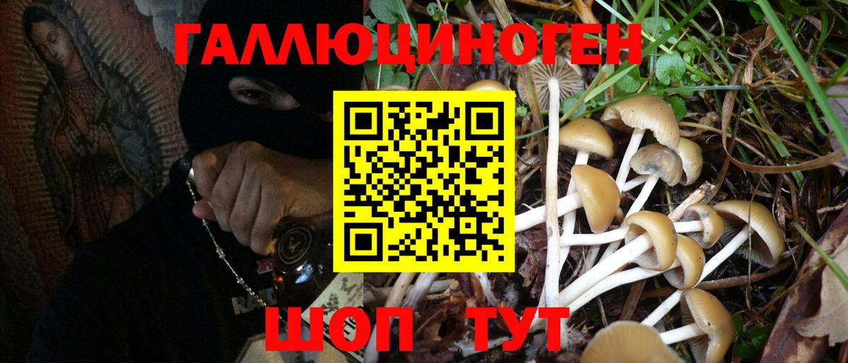 Урус-Мартан  Галлюциногенные грибы Psilocybe  Вход с VPN 